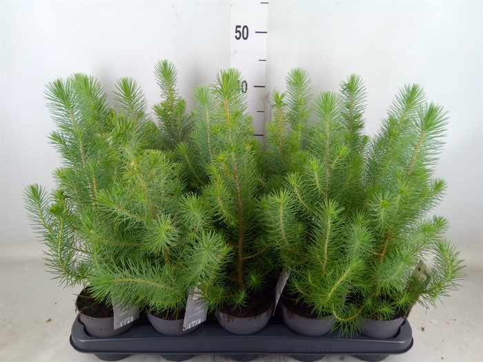 <h4>Pinus pinea 'Silver Crest'</h4>