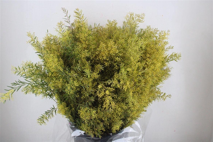 <h4>Mimosa Chiaro Di Luna Pbs</h4>