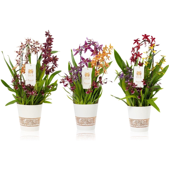 <h4>Orchideeen Orchideeën gemengd in po</h4>