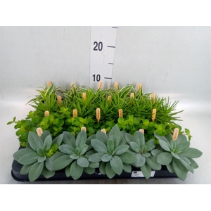 Planten  ..mix