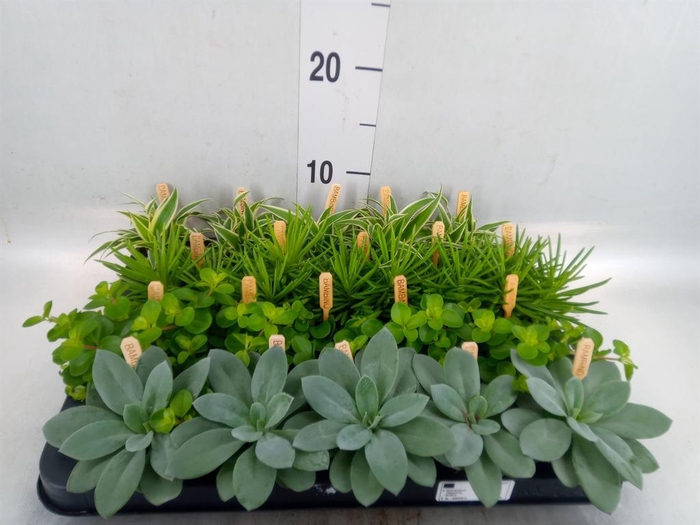 <h4>Planten ..mix</h4>
