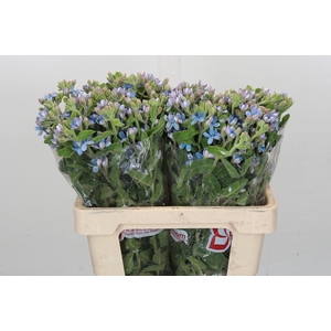 Oxypetalum Tweedia Blue