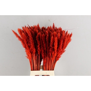 DF Pampas Silvy Red