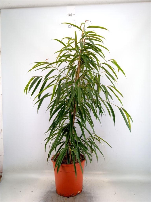 <h4>Ficus binn. 'Alii'</h4>