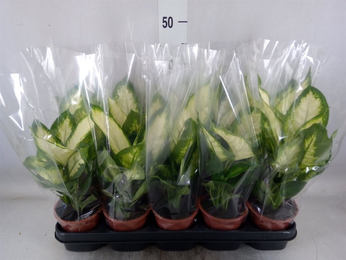 <h4>Dieffenbachia  'Camilla'</h4>