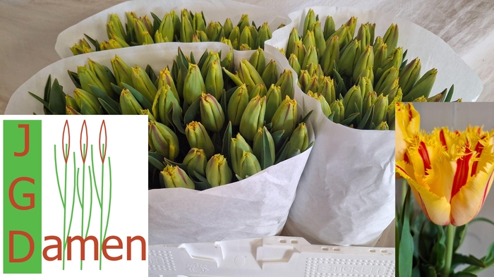 <h4>TU FR PARTY CLOWN</h4>