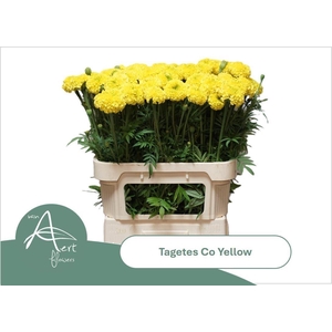 TAGETES COCO YELLOW