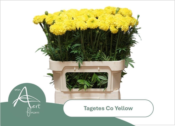 <h4>TAGETES COCO YELLOW</h4>