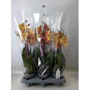 Phalaenopsis   ...orange