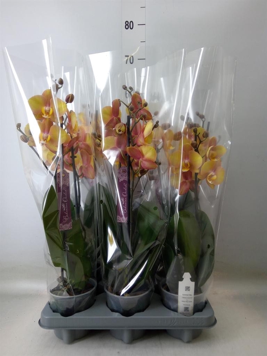 <h4>Phalaenopsis   ...orange</h4>
