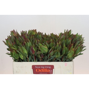 Leucadendron Highlight