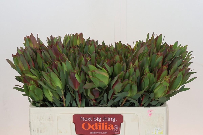 <h4>Leucadendron Highlight</h4>