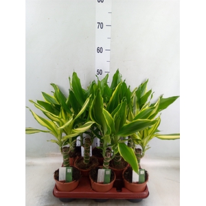 Dracaena frag.   ...mix 3