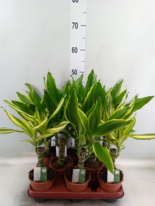 <h4>Dracaena frag.   ...mix 3</h4>