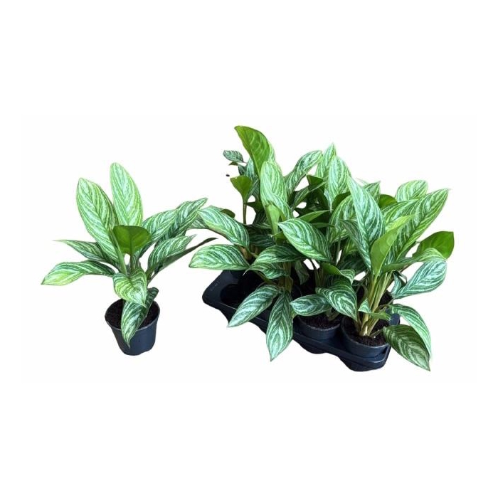 <h4>AGLAO STRIPES</h4>