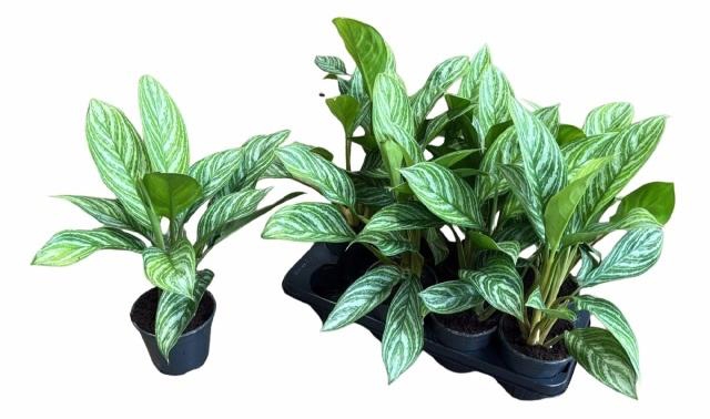 <h4>AGLAO STRIPES</h4>