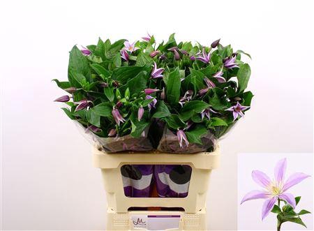 <h4>CLEM STAR RIVER</h4>