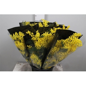 Acacia Mirandol Per Bunch 200 Gram