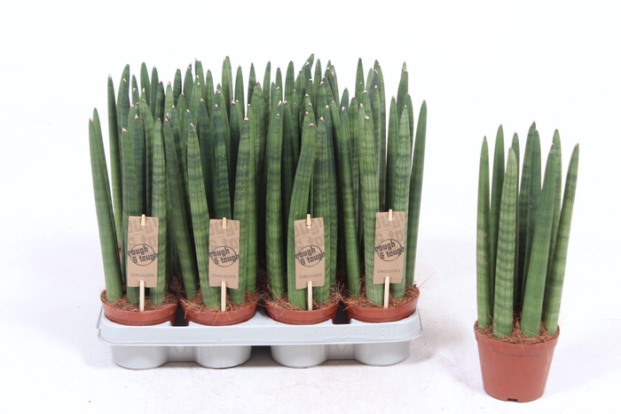 <h4>Sansevieria Cylindrica</h4>