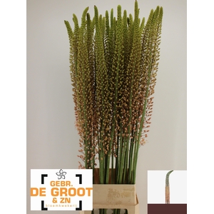 EREMURUS ROMANCE