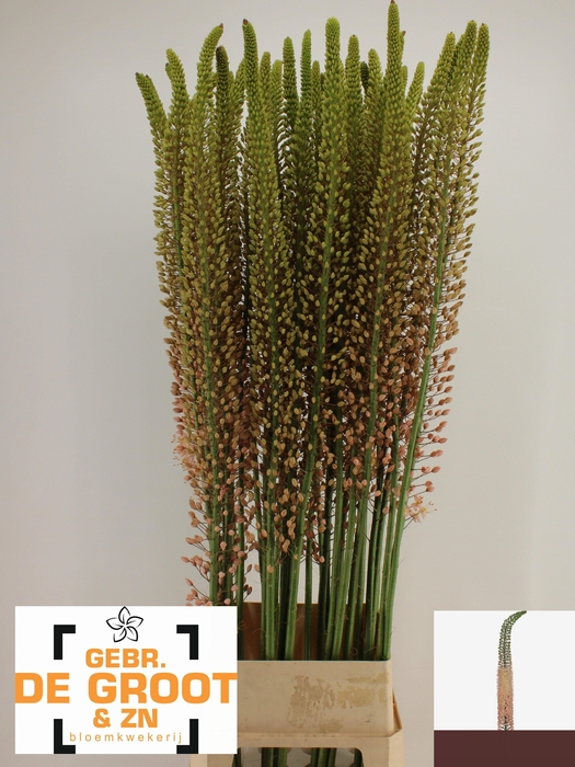 <h4>EREMURUS ROMANCE</h4>