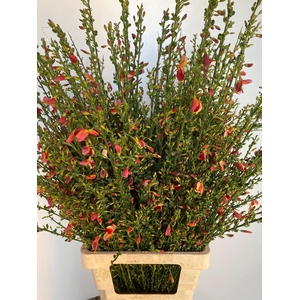 CYTISUS BOSKOOP RUBY