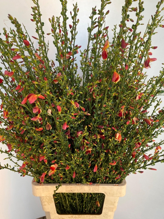 <h4>CYTISUS BOSKOOP RUBY</h4>