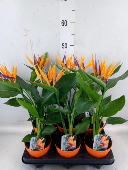 <h4>Arr.  Strelitzia L%</h4>