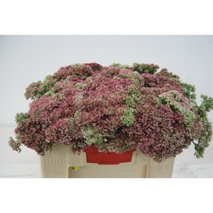 SEDUM SPECTABILE