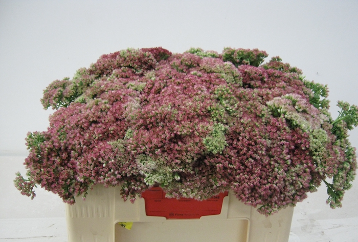 <h4>SEDUM SPECTABILE</h4>