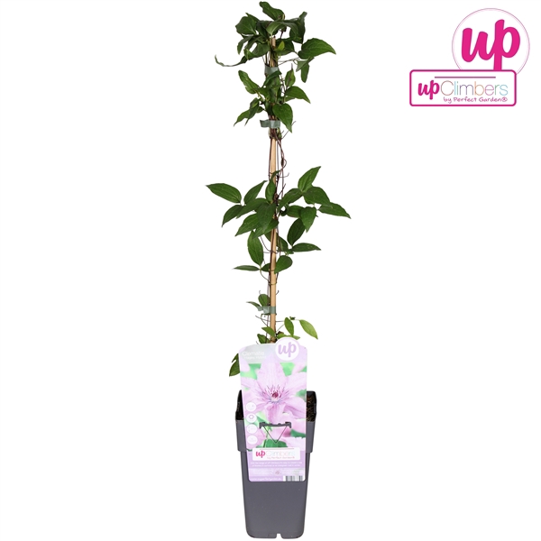 <h4>Clematis Hagley Hybrid P15</h4>