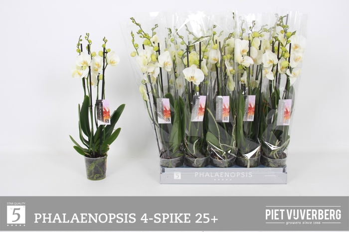 <h4>PHAL OV WIT</h4>