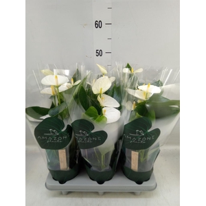 Anthurium andr. 'Samora'