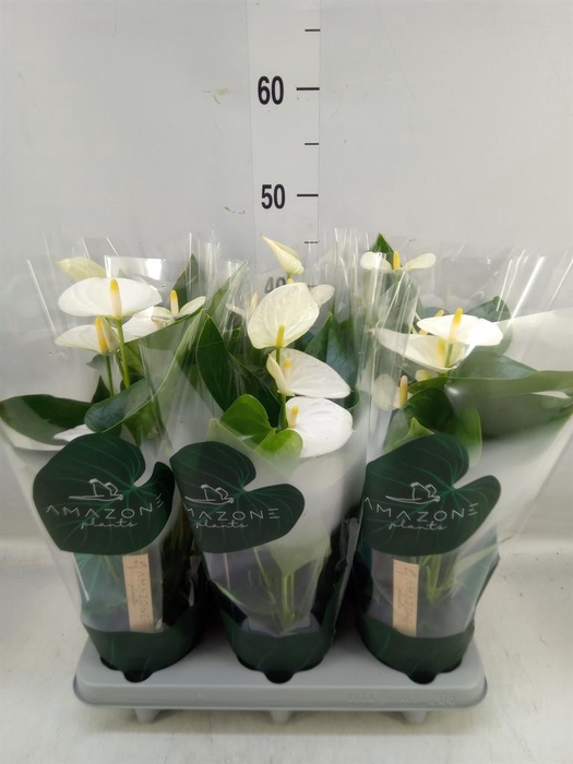 <h4>Anthurium andr. 'Samora'</h4>