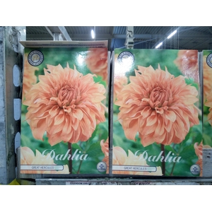 Dahlia   ...flowerbulbs