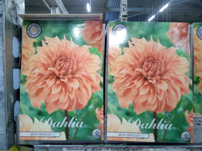 <h4>Dahlia   ...flowerbulbs</h4>