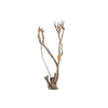 Syringa Branch Extra Patinir