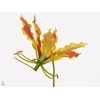 GLORIOSA TWIN COLOUR