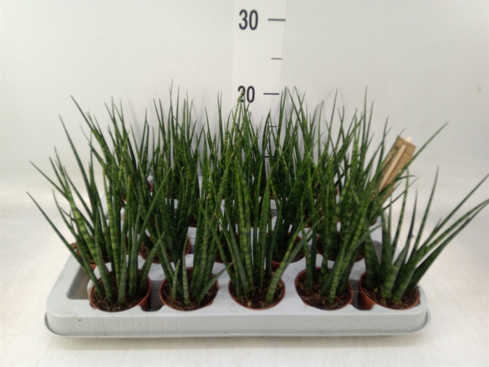 <h4>Sansevieria  'Fernwood'</h4>