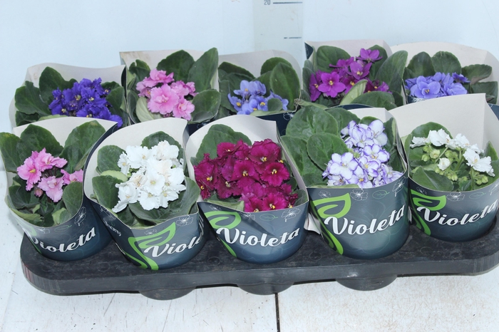 <h4>VIOLETA P11</h4>