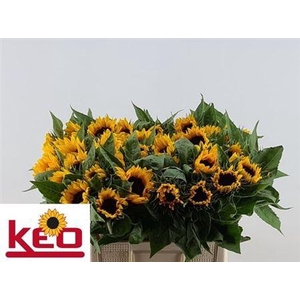 Helian An Sunrich Or