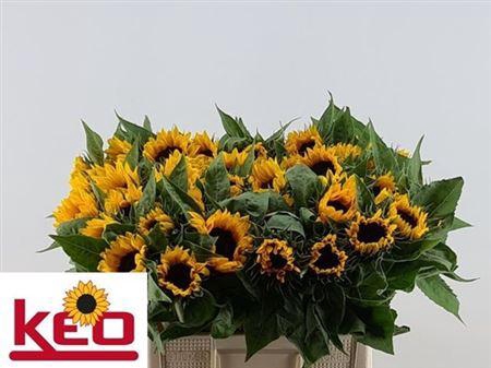 <h4>Helian An Sunrich Or</h4>