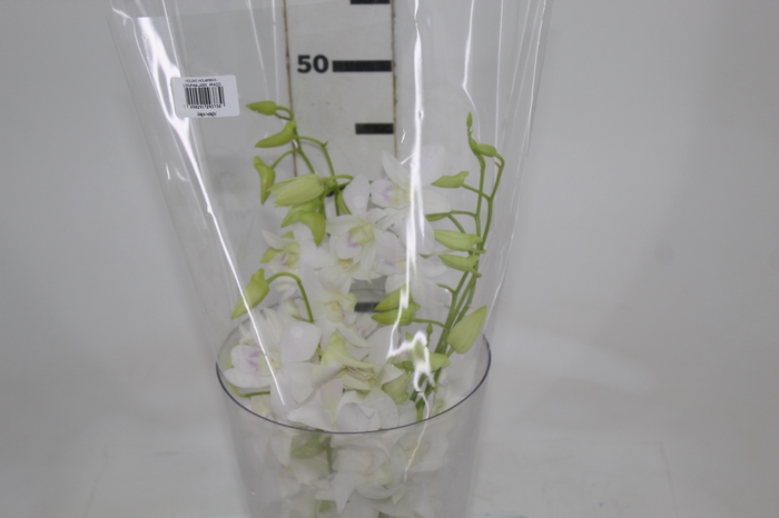 <h4>DENPHALAEN MACO MINIMO 30 FLORES</h4>
