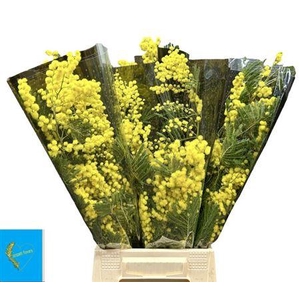 Acacia Baileya Bl Bs