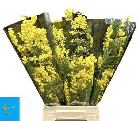 <h4>Acacia Baileya Bl Bs</h4>