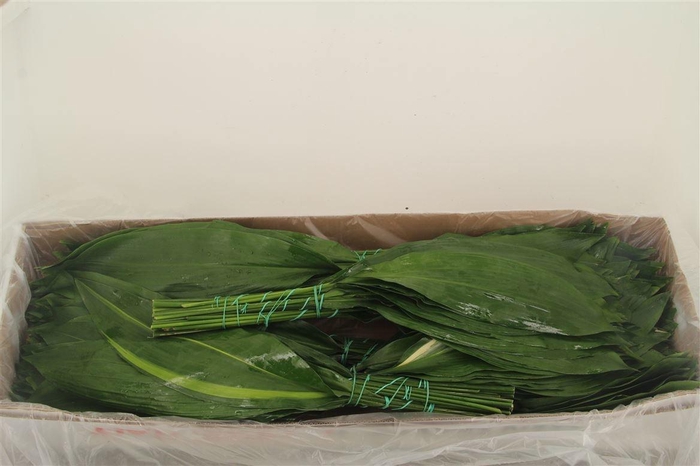 <h4>ASPID ELATIOR</h4>