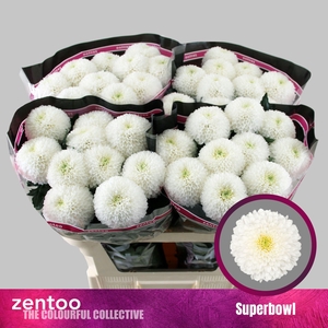 CHRYSANTHEMUM PL 'SUPERBOWL'