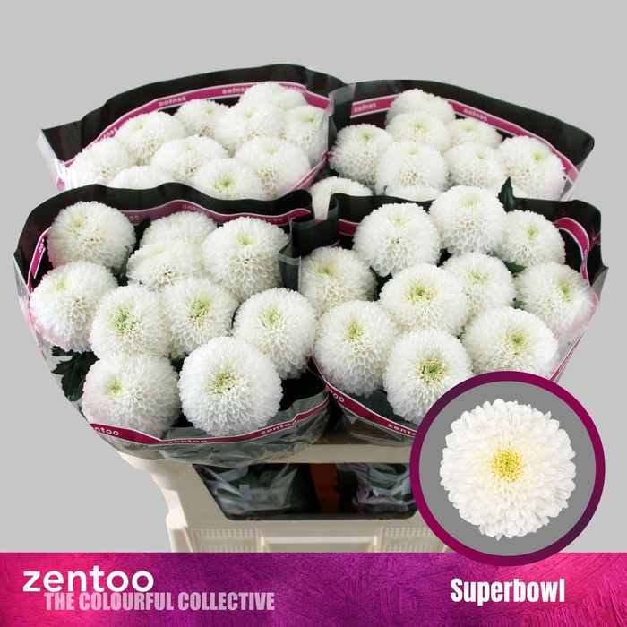<h4>CHRYSANTHEMUM PL 'SUPERBOWL'</h4>