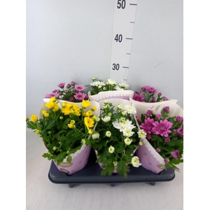 Chrysanthemum   ..rosebud mix
