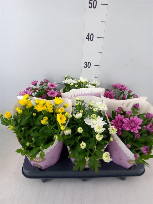 <h4>Chrysanthemum   ..rosebud mix</h4>